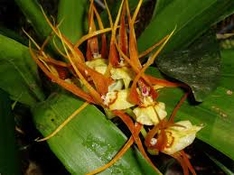 Image result for Acalypha allenii