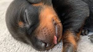 Soft and cuddly shop now. Dachshund Puppies Eat Sleep Grow Youtube
