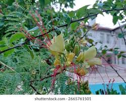 Image result for Erythrostemon