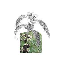 Image result for Lippia javanica