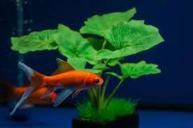 Because there are many different species of goldfish, it is not always easy to answer the question, how big do goldfish get. Comet Goldfish Size Lifespan Care Guide And More Fishkeeping World