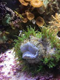 New Rock Flower Anemone Covered By Sand Reef2reef Saltwater And Reef Aquarium Forum