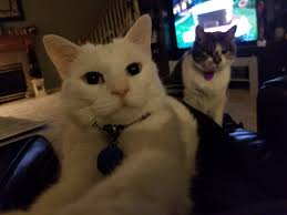 Rosanne Williams (@roe216)