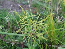 Image result for Ascolepis densa