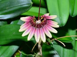 Image result for Bulbophyllum fuscum