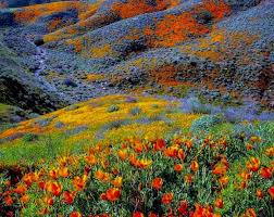 California desert motels california desert hostels california desert campgrounds california desert casinos california desert green hotels california desert spa resorts romantic hotels in top attractions in california desert. This Field Of Wildflowers In California California Wildflowers Flower Field Wild Flowers