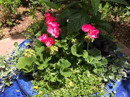 Plant them in pots or garden beds to add some vibrant colors to your outdoor space. How To Propagate Geraniums From Cuttings Dengarden