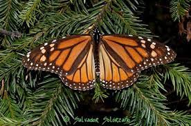 Controlada Tala En Reserva De La Mariposa Monarca Planeta Azul Mariposa Monarca Monarcas Fotos De Mariposas