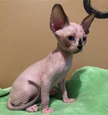 Hairless cats home, we've been specializing in hairless sphynx kittens of all kinds purebred for sale since 2008. Hairless Sphynx Kittens For Sale
