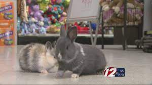 We did not find results for: Pet Bunny Stolen From Darmouth Pet Store Youtube