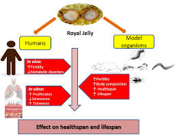 Ijms Free Full Text Royal Jelly And Its Components Promote Healthy Aging And Longevity From Animal Models To Humans Html