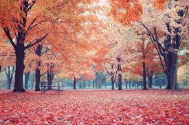 Autumn In Toronto Canada Oc 30722048 Reddit Wallpaper Canada Earth Pictures Colorful Landscape