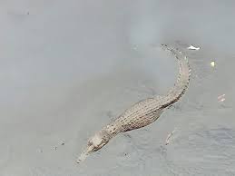 Buaya sejenis binatang reptile yang paling besar di dunia yang memiliki habitat di daerah persungaian terbesar yang ada di dunia. Gerakannya Cepat Buaya Di Kali Grogol Hilang