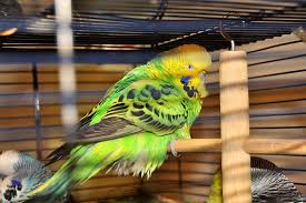 Budgie Disease Symptoms Health Problems Budgie Guide