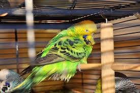 budgie disease symptoms health problems budgie guide