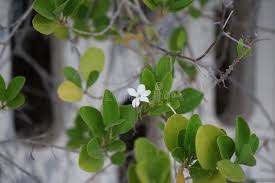 Image result for Volkameria