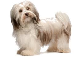 How much is a havanese dog. Havanese Breed Facts And Information Petcoach