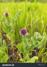 Image result for Sphaeranthus foliosus