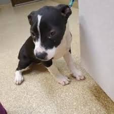 Looking for a puppy or dog in indiana? Pin On The Coolest