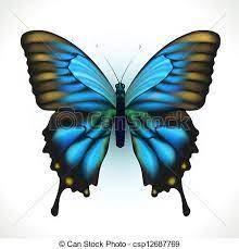Resultado De Imagen Para Pavo Real Dibujo Realista Mariposa Azul Arte De Mariposa Silueta De Mariposas