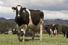 Holstein Friesian Cow Cow Photos Dairy Cow Breeds Belgian Blue Cattle