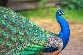 Download Tourist Grabs And Forces Peacock Into Taking A Photo One Green Planet