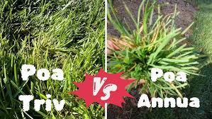 Image result for Poa annua