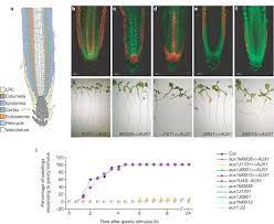The following articles are merged in scholar. Root Gravitropism Requires Lateral Root Cap And Epidermal Cells For Transport And Response To A Mobile Auxin Signal Nature Cell Biology