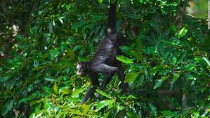 The amazon rainforest plays a vital role in sustaining life on the planet. Brazil S Amazon Fires Threaten The Animals And Organisms That Live There Cnn