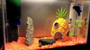 Top do betta fish need a filter choices. Bettas Filters My Experience Negative Results Fish Care