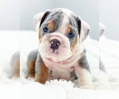 English bulldog puppies for sale in the united states: View Ad English Bulldog Litter Of Puppies For Sale Near California Corona Usa Adn 196254