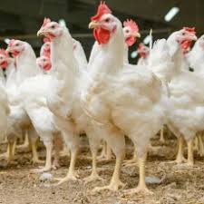 La influenza aviar altamente patógena es una enfermedad de las aves de corral que puede afectar a los humanos. India Sacrifica Decenas De Miles De Aves De Corral Por La Gripe Aviar Palabra De Campo