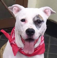 Volunteers play a critical role in saving the lives of homeless pets and improving conditions for nyc's community cats. Lucy A1117128 Manhattan To Be Destroyed 07 17 17 Publicly Adoptable A Volunteer Writes She S A Lady She S Got Animal Help Animals Friends Pet Life
