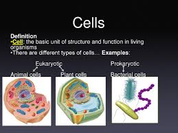 Our body starts its existence at fertilization from a single cell, the diploid symports carry two substances at a time in the same direction, down the concentration gradient of one, e.g. Created By Mr Woodbury Modified By Mrs Slater Ppt Download