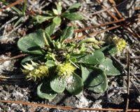 Image result for Polygala dewevrei