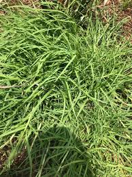 Image result for Digitaria procurrens