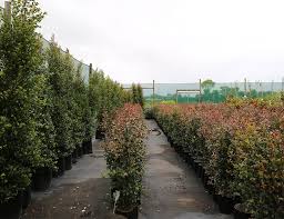 Eugenia 'monterey bay' hedge installation. How To Grow Eugenia Plant