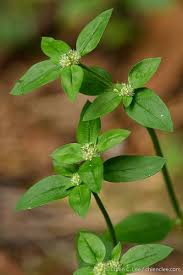 Image result for Spermacoce subvulgata