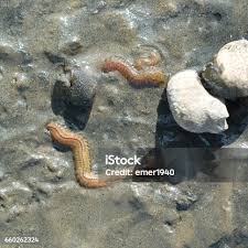 Image result for Aneilema arenicola