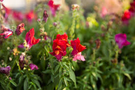 A tavasz és nyár folyamán virágzik, a snapdragon egy alacsony karbantartású növény, nagy, színes, keskeny virágokkal és enyhe illattal. Snapdragon Care Growing Guide