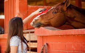 If it weighs 1000 pounds, 20 pounds of hay per day is the. How Much Does It Cost To Own A Horse Wonderopolis