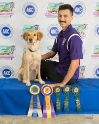 A golden retriever breeder offering quality akc golden retriever puppies to select homes. Esteban Fernandezlopez Bad Dog Agility
