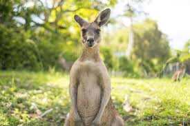 Their diet will be closely linked to their geographic range, habitat and environment. What Do Kangaroos Eat