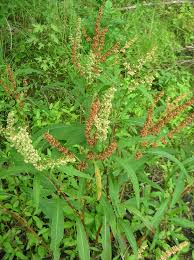 Image result for Rumex