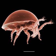 Image result for Brachythrix