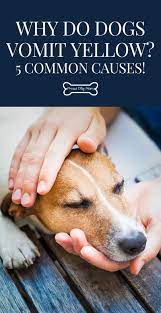 Why Do Dogs Vomit Yellow 5 Common Causes Proud Dog Mom Dog Vomit Dog Wellness Dogs And Kids
