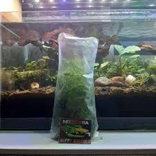 Ikan cupang ini adalah merupakan salah satu jenis ikan hias yang memiliki banyak peminat serta cukup mudah dipelihara. Tanaman Air Ternak Ikan Guppy Cupang Molly Livebearer Juncus Repens Terbaru Agustus 2021 Harga Murah Kualitas Terjamin Blibli