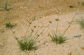 Image result for Kyllinga squamulata