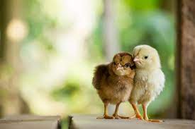 How To Raise Baby Chicks K H Pet Products