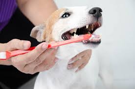 Dogs · 1 decade ago. Dental Care American Fork Veterinarian Dog Cat Dental